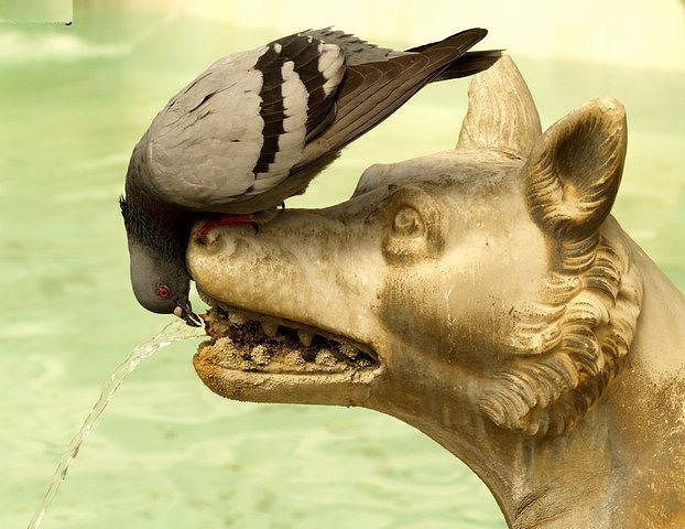 Жарко! Дружною толпой - на водопой!