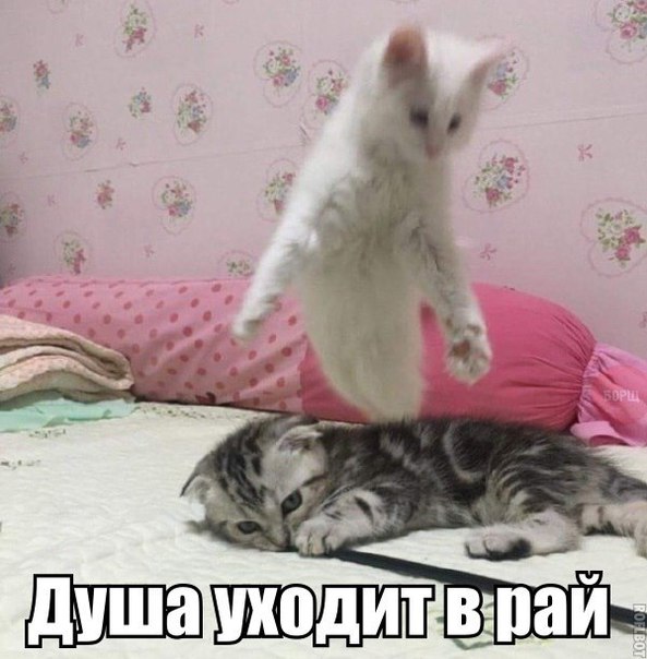 Мохнатые беспредельщики