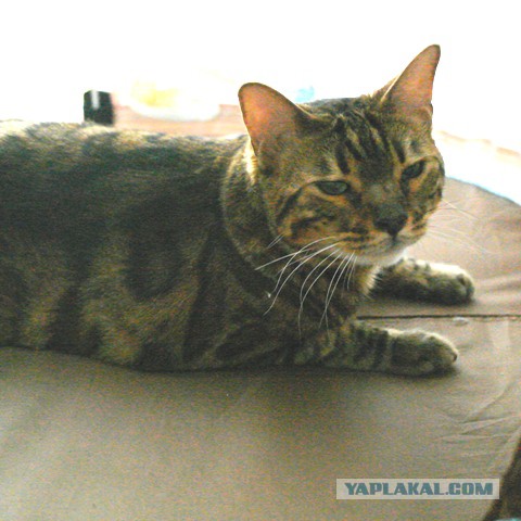 Котовторник 27.09.16