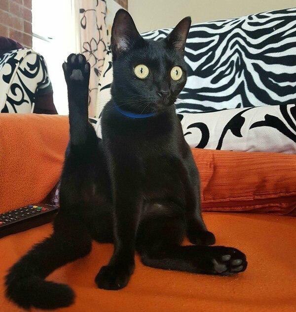 Коты и Кошки