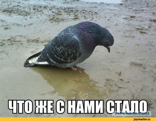 Россияне разводятся, чтобы не делить жилье с любимыми