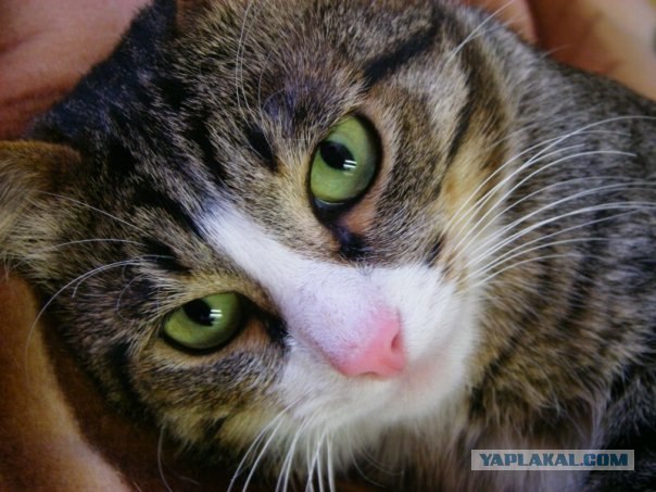 Котовторник на 03.02.2009