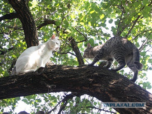 И снова во вторник - котовторник