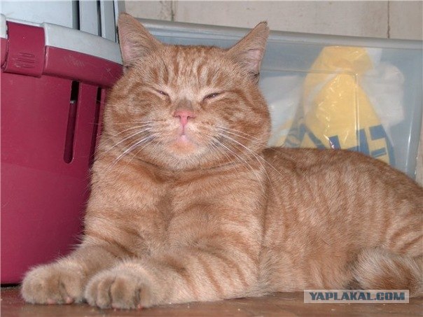 Котовторник на середину июня