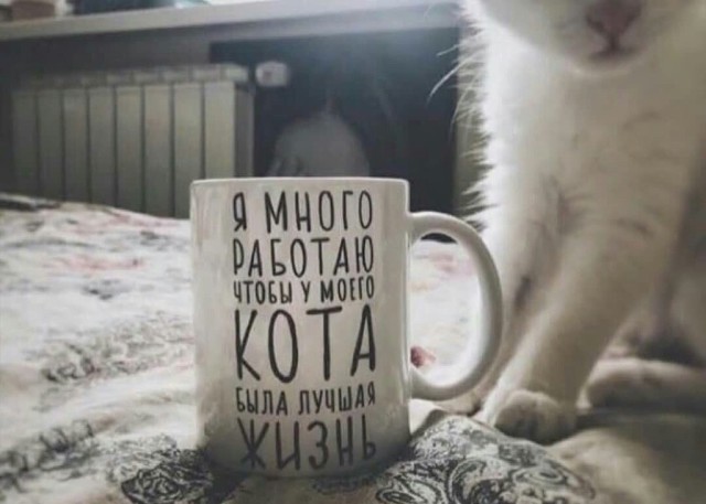Прикольных котов пост