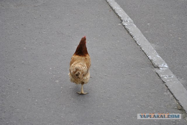 Похождения одной курицы...