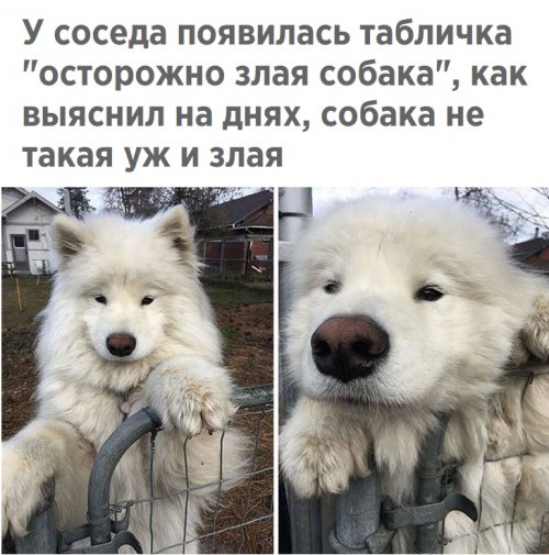 Анекдоты, соц-сети и картинки с надписями
