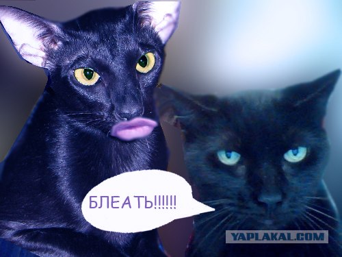 Фотожаба: Я и моя сраная хозяйка
