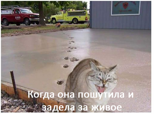 Женщины - они как кошки № 2