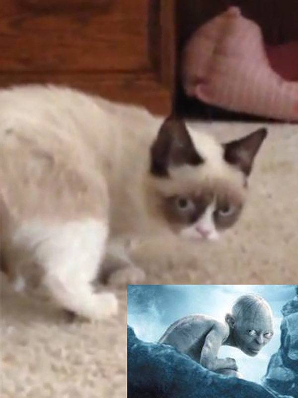 Грустный обиженный котёнок