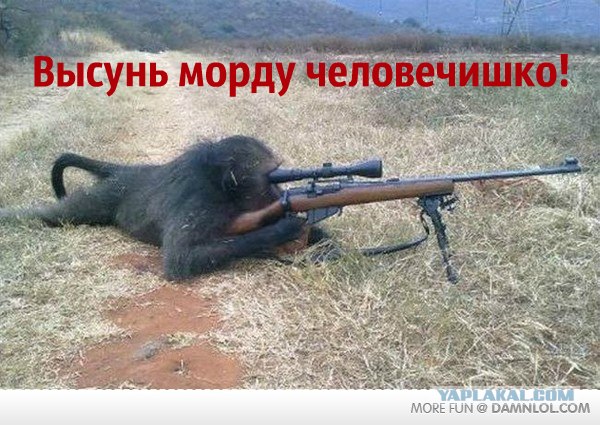 Мужики спасли рысь