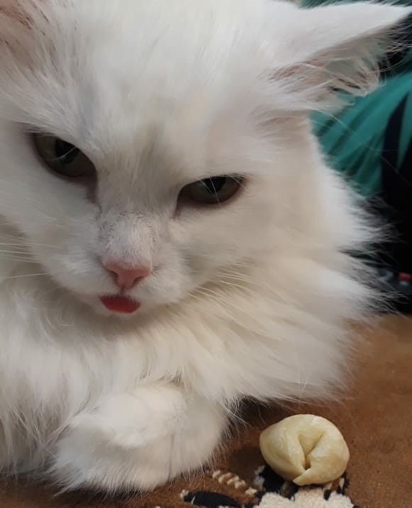 Котовторник так котовторник