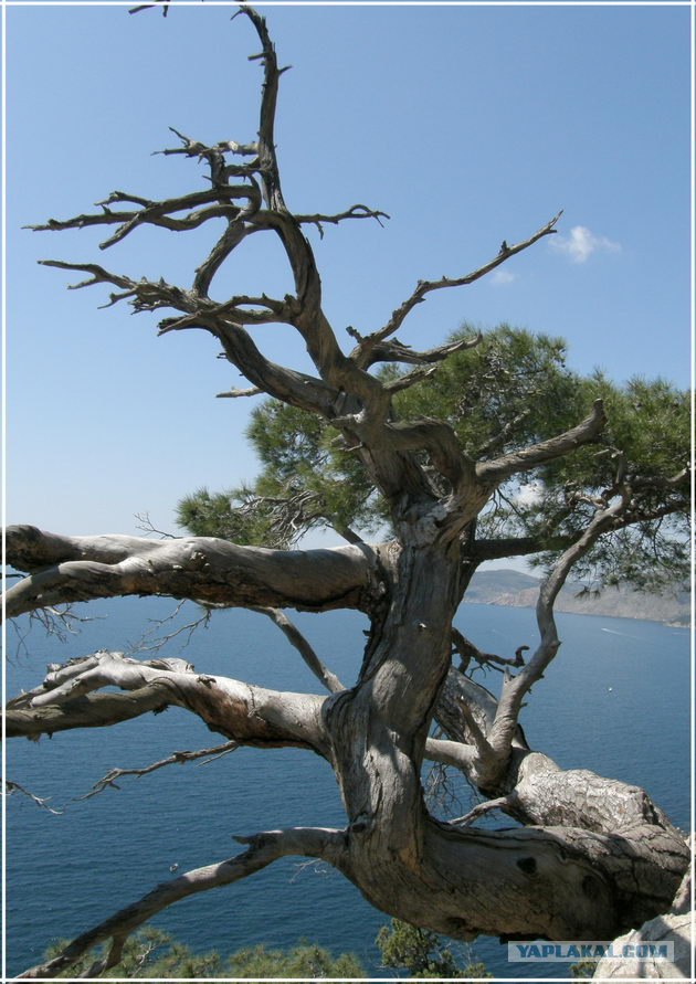 Крым. Мыс Ая. Деревья моря.