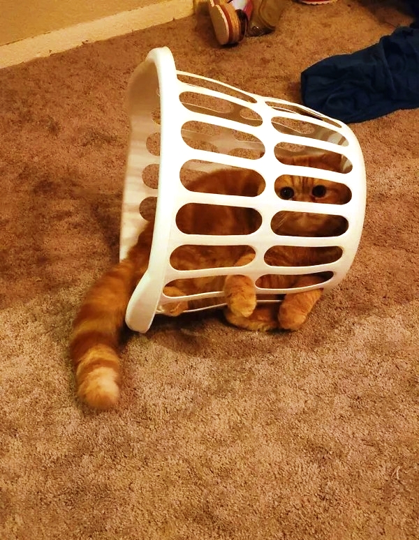 Ловушки для котов