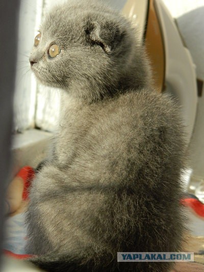 Котовторник  07.05.2013