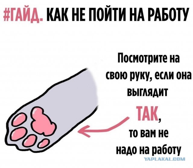 Барсучий случай или офисный квадробинг