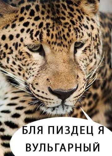 Весёлый полтишок 06.03.2025
