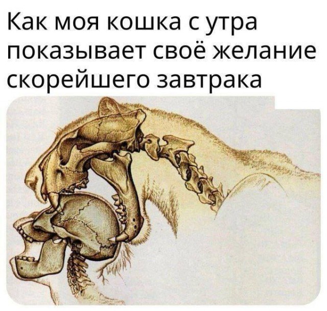 К котовторнику: подборка картинок-баянов с котиками и про котиков. Выпуск 20.