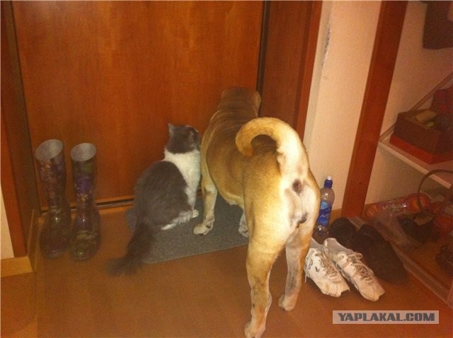 Кот встречает хозяина. Встреча кота с хозяином. Кот встречает. Кот перед дверью. Коты сверху вниз.