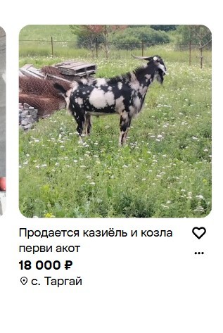 *БАЯН*Козлы