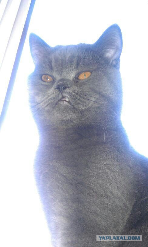 Котовторник 22.07.14
