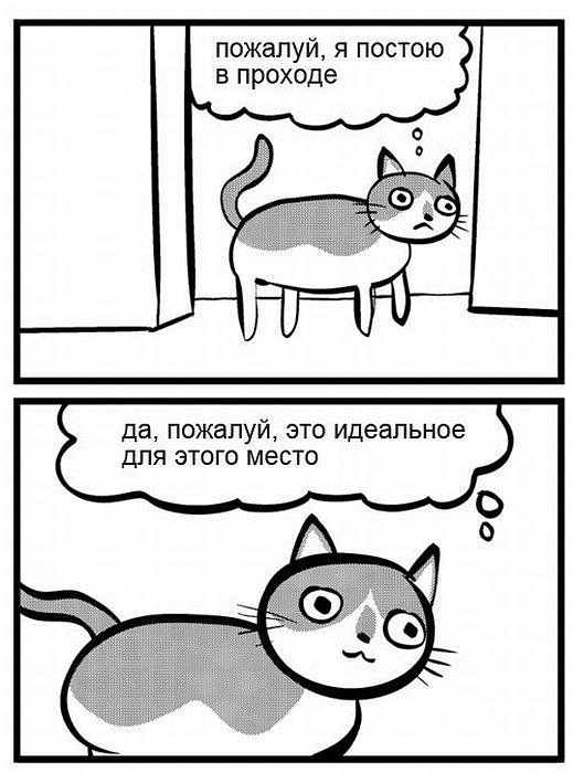 Отдам кота в хорошие руки