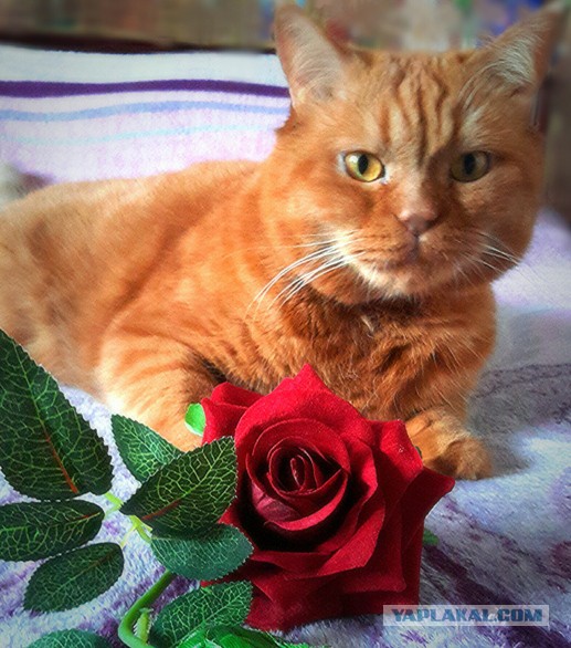 Котовторник 07 04 2015