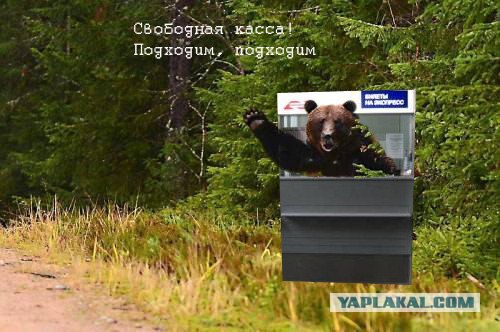Фотожаба: Подвезите медведя