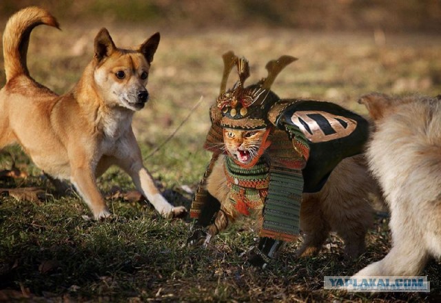 Опасный котэ