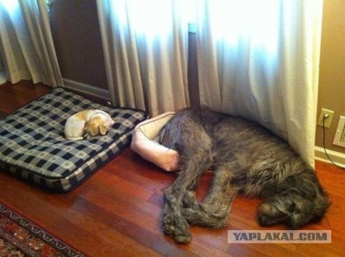 Спящие собаки