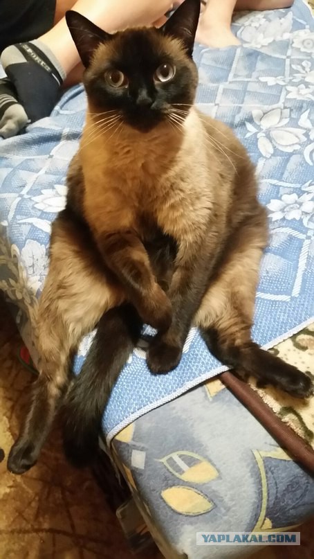 Котовторник 19.01.2016