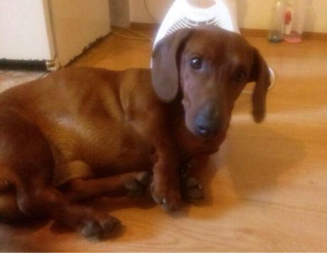 В Якутском селе пес спас женщину от нападения бродячих собак
