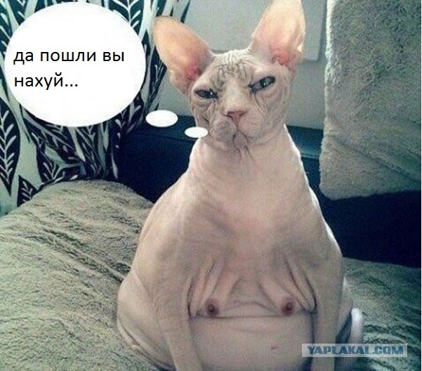 Немного смешных картинок для настроения. 16+