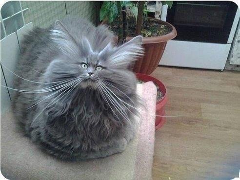 Коты из сети