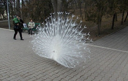 Самые смешные животные
