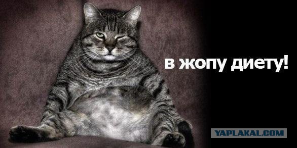 Наглая морда