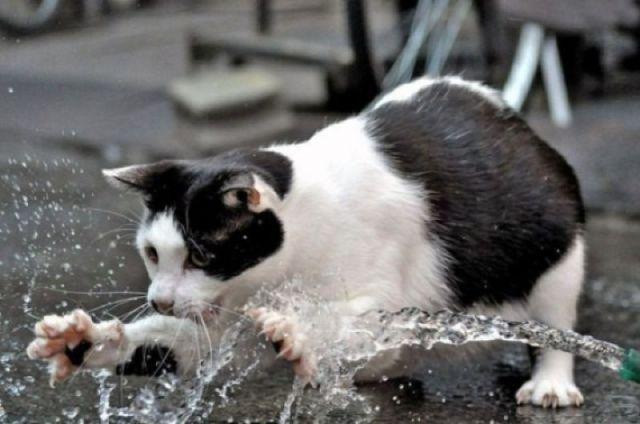 Коты и Кошки