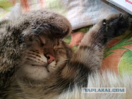 Котовторник 28.11.2017