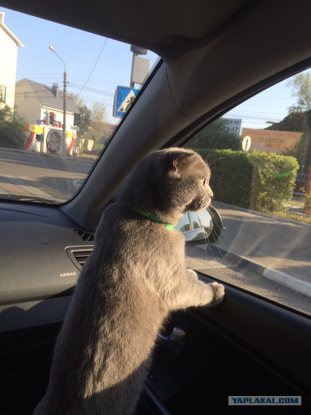 Котовторник 11.09.18.