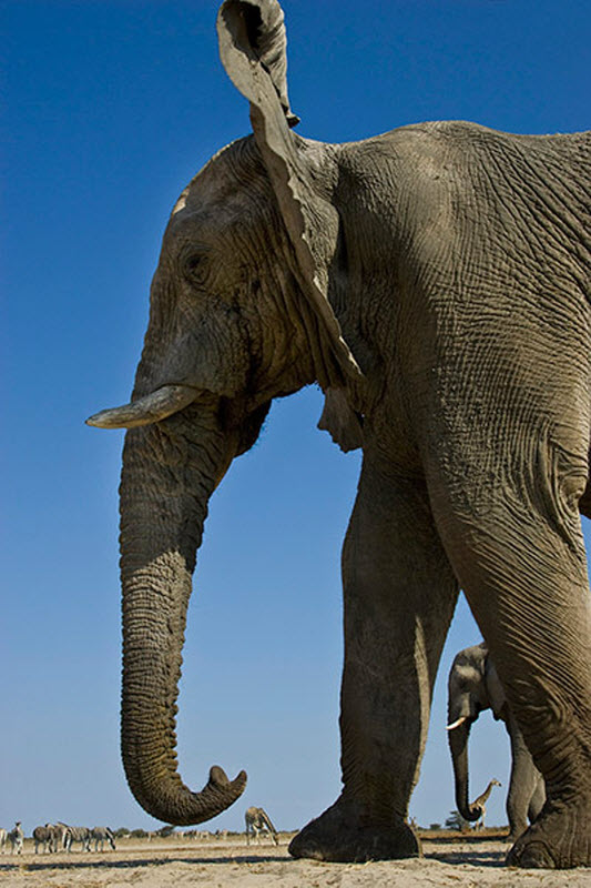Африканские слоны: вид снизу