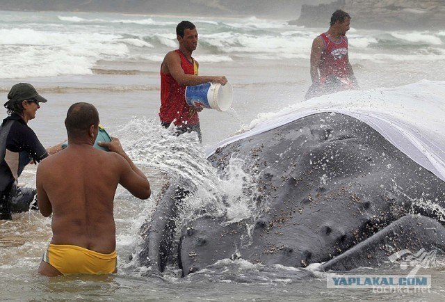 Бразильцы второй день спасают 25-тонного кита