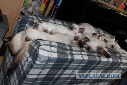 Начинаем котовторник!