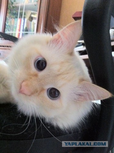 Котовторник с Кузей