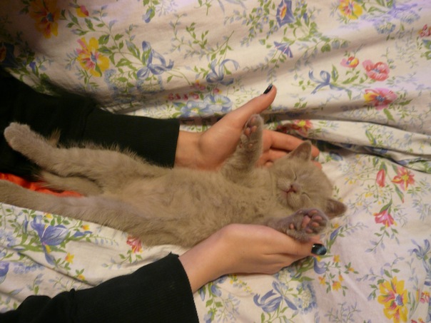 Котовторник 20.12.2011
