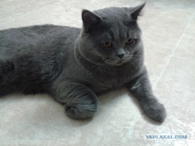 Котовторник 29.05.2012