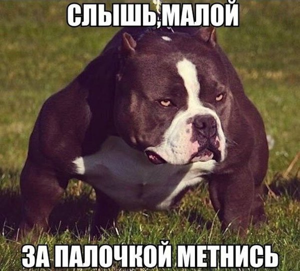 Так себе картинки 8
