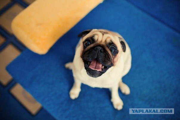 Мопс украл колбасу со стола