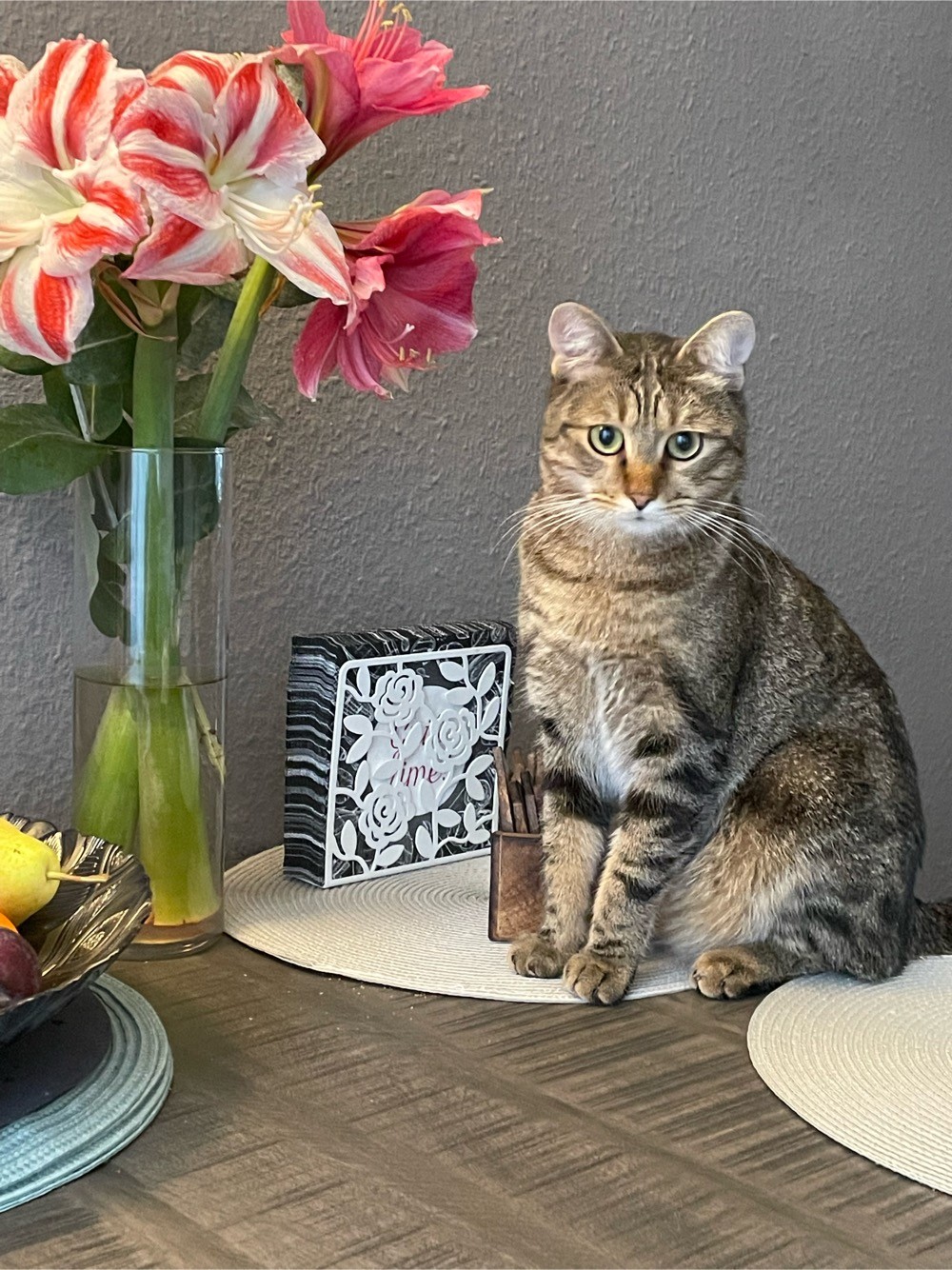 Котовторник