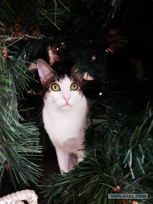 Вы, что спите? Вставайте, котовторник же!