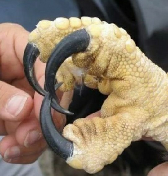 27 обычных на первый взгляд вещей, которые оказались неожиданно большими